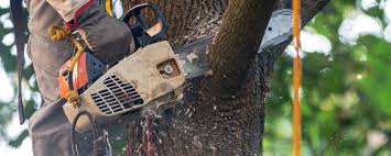 How Our Tree Care Process Works  in  Abbeville, AL